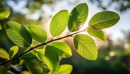 sunlit leaves on a strawberry guava tree branch