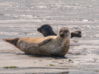 Two harbor seals, Phoca vitulina, resting in sunshine on a sandflat at low tide in Wadden Sea south of Borkum, Lower Saxony, Germany