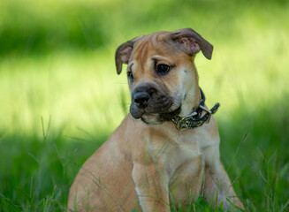 Fototapeta premium Portrait of a mastiff puppy playing in the grass