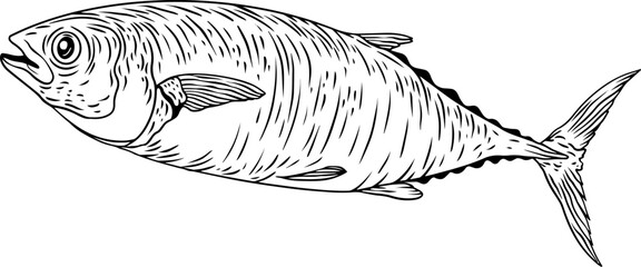 contour fish tuna