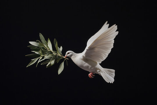 A dove carrying an olive branch against a dark background, representing peace and hope