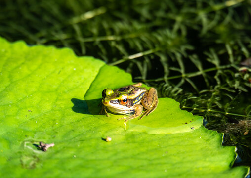 green frog close up on green leaf in natural conditions on sunny day