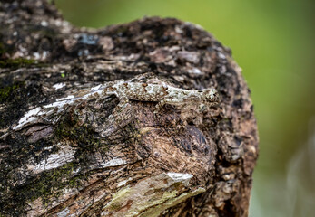 tropical gecko close-up on green leaf in natural conditions on sunny day