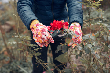 Gardener using pruning shears, taking care of roses, plants and other flowers.