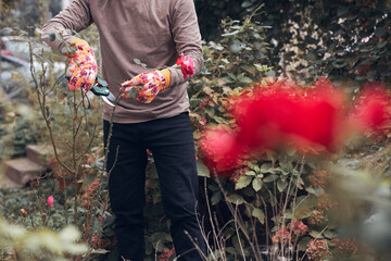 Gardener using pruning shears, taking care of roses, plants and other flowers.