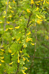 Gemeine Erbsenstrauch, Caragana arborescens