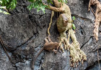 gray macaque close-up in natural conditions on a sunny day