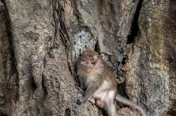 gray macaque close-up in natural conditions on a sunny day