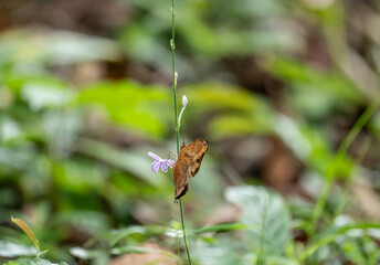 beautiful tropical butterfly close up in natural conditions on a sunny day