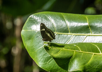 beautiful tropical butterfly close up in natural conditions on a sunny day