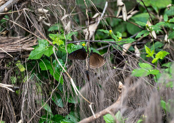 beautiful tropical butterfly close up in natural conditions on a sunny day