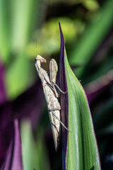 large grey praying mantis close up in natural conditions on a sunny day