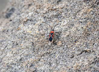 large red ants close-up in natural conditions on a sunny day
