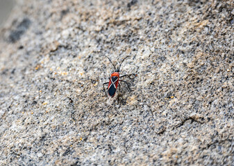 large red ants close-up in natural conditions on a sunny day