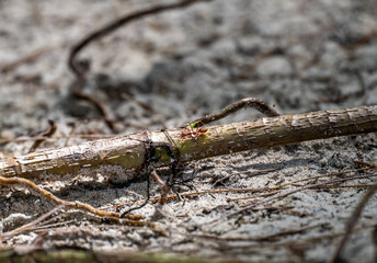 large red ants close-up in natural conditions on a sunny day