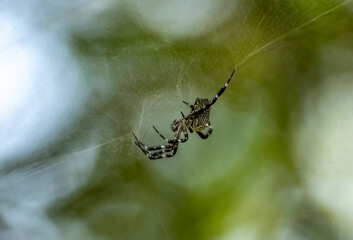 a large spider sits on a web and hunts for insects on a sunny day