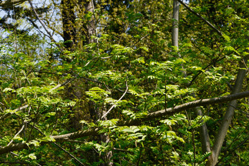 Obraz premium Kaukasische Flügelnuss, Pterocarya fraxinifolia