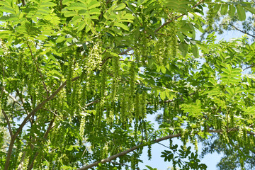 Kaukasische Flügelnuss, Pterocarya fraxinifolia