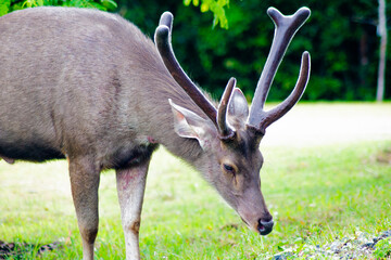 Majestic Sambar Deer, Rusa unicolor in Khao Yai National Park, Thailand.
