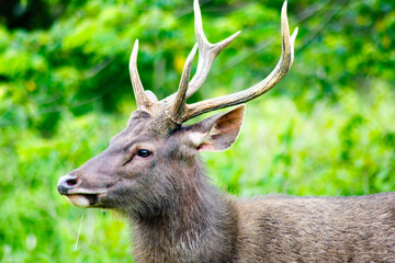 Majestic Sambar Deer, Rusa unicolor in Khao Yai National Park, Thailand.
