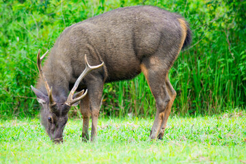 Sambar Deer Grazing at Khao Yai National Park, Thailand