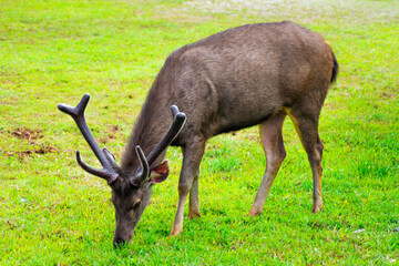 Sambar Deer Grazing at Khao Yai National Park, Thailand