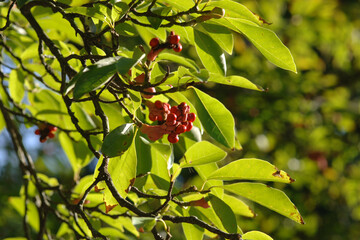 Magnolie, Magnolia salicifolia © Peter Oetelshofen