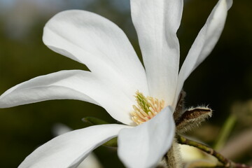 Magnolie, Magnoloia loebneri