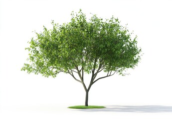 Obraz premium Isolated Green Tree on White Background