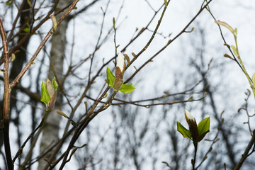 Magnolie, Kobushi, Mahnolia kobus