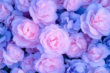 Vibrant pink and purple roses blooming in a beautiful floral arrangement