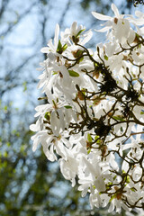 Stern-Magnolie, Magnolia stellata