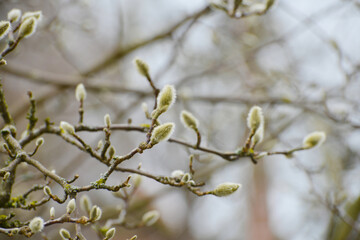 Magnolie, Loebners,  Magnolia X Loebneria,  Leonard Messel