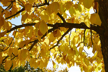 Magnolie, Gurkenmagnolie, Magnolia acuminata