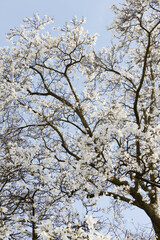 Magnolie, Magnoloia loebneri