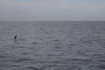 Obraz premium Family of dolphins in the sea