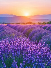 Fototapeta premium Purple Lavender Fields Lit By The Setting Sun Over Distant Hills