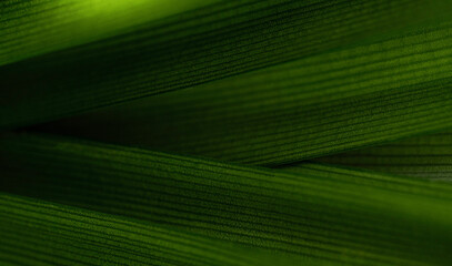 Closeup of dark green leaf with sunlight in garden and copy space for natural fresh greenery and...