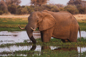 Elefantenbulle im Wasser © Mitmachfoto