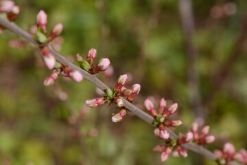 Japanische Mandelkirsche,  Prunus tomentosa