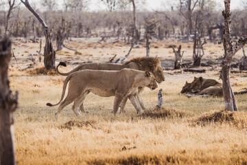 L&ouml;wenm&auml;nnchen und Weibchen, gehend