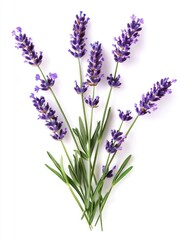 Fototapeta premium A collection of fresh lavender sprigs on a white background