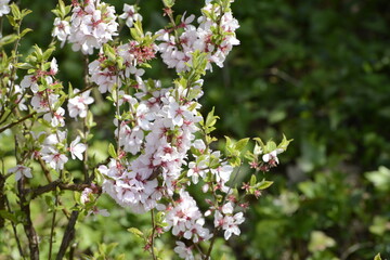 Fototapeta premium Japanische Mandelkirsche, Prunus tomentosa