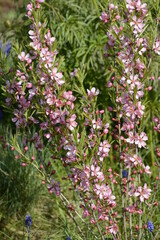 Russische Zwergmandel, Prunus tenella, Speciosa