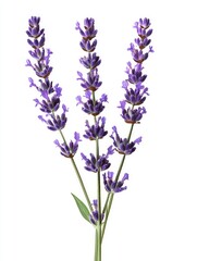 Obraz premium Beautiful purple lavender flowers and green leaves on white background