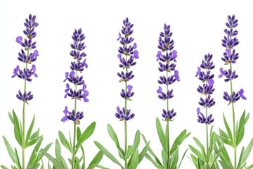 Naklejka premium Five beautiful lavender plants with vibrant purple flower spikes and green leaves