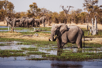 Elefanten am Flu&szlig;