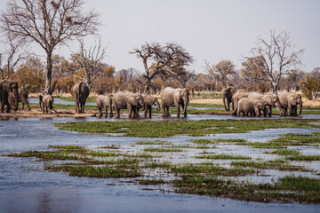 Gro&szlig;e Elefantenherde im Sumpf
