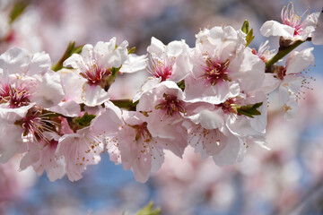 Mandelbaum,  Mandelblüte, Pfalz