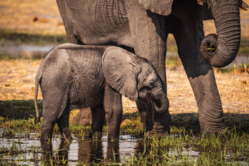 Elefantenbaby am Wasser